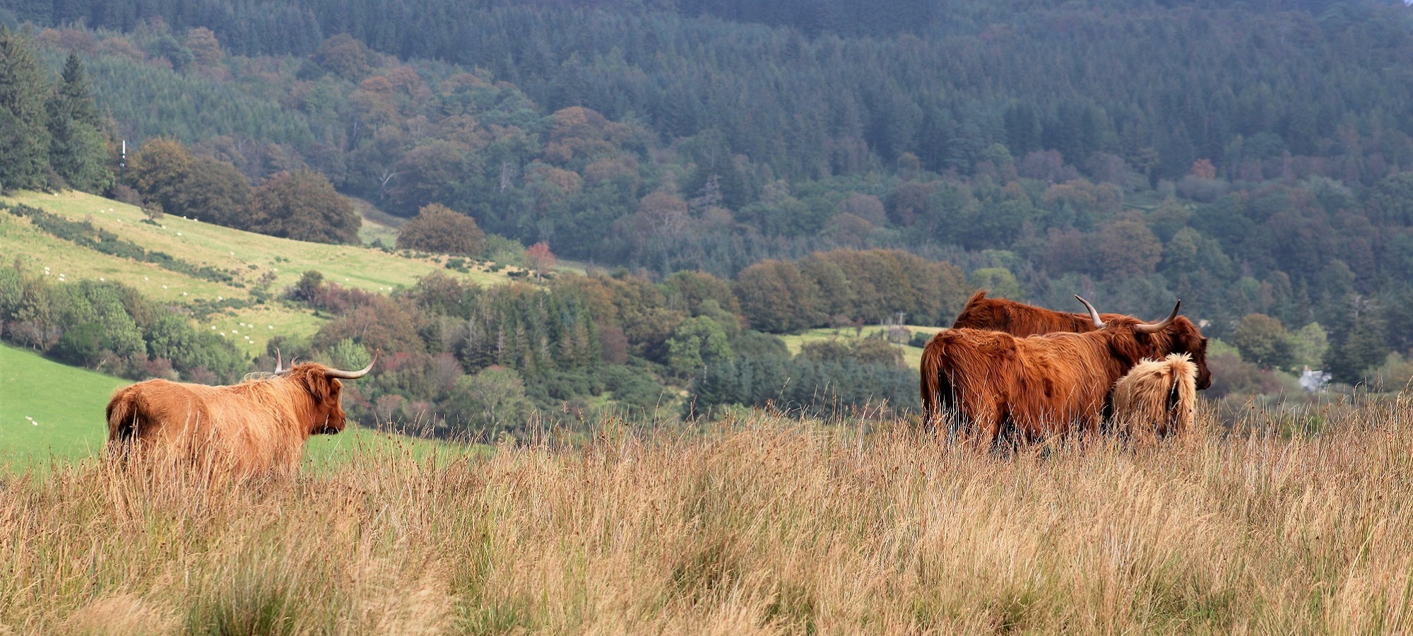 Photos from our Cairngorms & Speyside - Self-Guided Cycling Holiday
